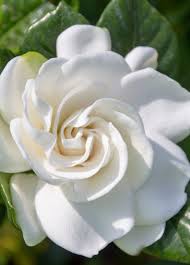 Image result for Gardenia brachythamnus