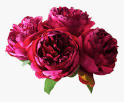 We did not find results for: Peonies Peony Png Transparent Png Download Kindpng