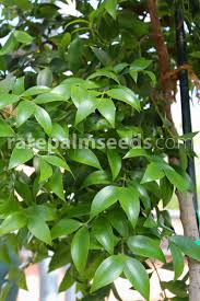 Image result for Nageia nagi