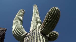 Home ocean facts how does climate change affect coral reefs? Scientists On Tumamoc Hill Found That The Varying Landscapes On The Hill Could Protect Saguaros