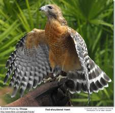 Florida Birds Of Prey Images Pin On Feathered Friends