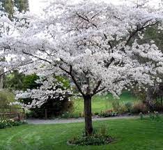 Tell Me This Isn T The Most Gorgeous Tree Ever Flowering Plum Tree Part Shade Plants Flowering Trees