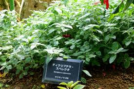 Image result for Dicliptera sericea