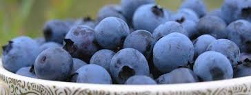 Yaban mersini tatlı ve besleyici bir meyvedir. Yaban Mersini Faydalari Yaban Mersini Blueberry Likapa Maviyemis