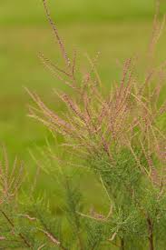 Image result for Grona ramosissima