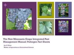 Dealing With Damaged Fruit In The Winery | Osu Extension Service