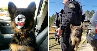 Sound of mind and body, rich in pigment and personality. 25 Of The Cutest German Shepherd Puppies Ever Top13