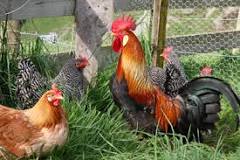 Quelle surface pour 4 poules ? - IDMarket.com