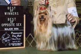 Best food ingredients for yorkies. Homemade Dog Food Recipes For Yorkshire Terriers Diy Dog Food Homemade Dog Food Diy Dog Stuff
