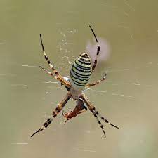 We did not find results for: Argiope Bruennichi Wikipedia