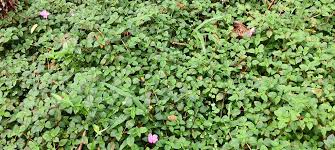 Image result for Heterotis rotundifolia