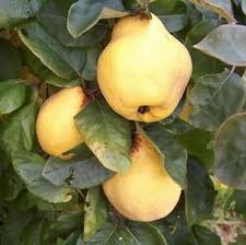 The raw fruit is a source of food. Organic Vranja Quince Tree Harrod Horticultural