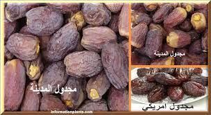 تمر المجدول قسم التمور مع الصور قسم التمور انواع الاسماك مع الصور موقع المعلوماتية نبات حيوان sausage food meat