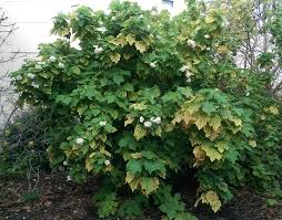 Image result for Sparrmannia ricinocarpa
