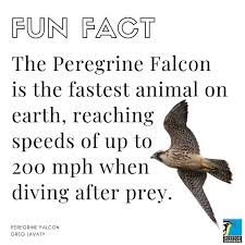 Peregrine falcons are among the world's most common birds of prey and live on all continents except antarctica. Peregrine Falcon Bird Gallery Houston Audubon
