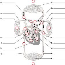 Image result for Cardiovascular Worksheets