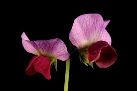 Image result for Lathyrus hygrophilus