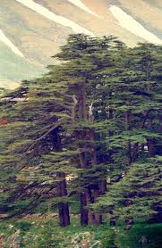 Ливанский кедр: финикийцы | Интересно о Израиле | Блог Познянских