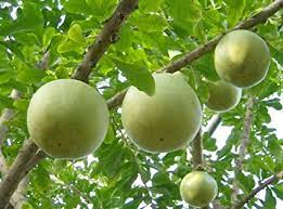 The fast growing vine is capable of climbing to 30 ft or more in a single year, and it flowers profusely even at a small size. Calabash Tree Crescentia Cujete 10 Seeds Amazon De Garden