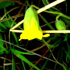 Image result for Hermannia eenii