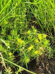 Image result for Vahlia