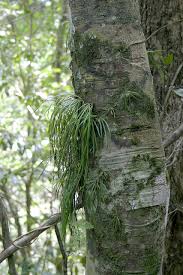 Image result for Vittaria elongata