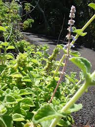 Image result for Coleus cylindraceus