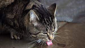 Clinical signs of antifreeze exposure can occur in as little as 30 minutes and as long as 12 hours. Antifreeze Poisoning In Cats Cat Health Advice Vets4pets