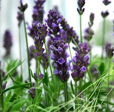 Lavender By Vbk70 Lavender Garden Lavender Plant Growing Lavender