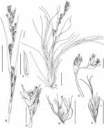 Image result for Costularia natalensis