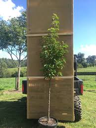 The cleveland flowering pear is known for its. Ornamental Pear Cleveland Select Urban Tree Growers