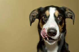 0431 dog licking live wallpaper