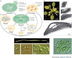 But few organelles are unique to the plant cell as well as the animal cell. Biogenesis And Homeostasis Of Chloroplasts And Other Plastids Nature Reviews Molecular Cell Biology