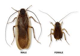 Types Of Cockroaches In Michigan Ohio And Indiana