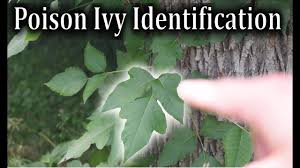 Poison ivy can look different depending on the season. Poison Ivy Identification How To Identify Poison Ivy Plants Youtube