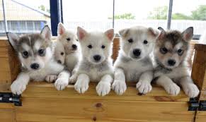 Learn how to potty train a puppy in 6 days for free. Game Of Thrones Blamed For Influx Of Husky Type Breeds Being Abandoned At Pet Rescue Centres After They Become Too Difficult To Look After The Northern Echo