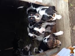 It was definitely a great experience but plan to take a break for now. Treeing Walker Coonhound Puppy For Sale Booger Bone 3 Years Old