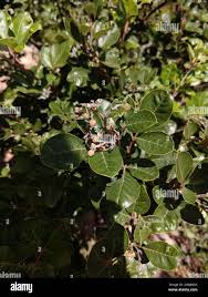 Image result for Searsia tomentosa