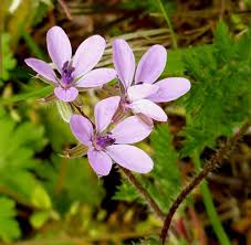 Image result for Geraniaceae