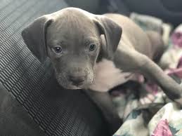 Does the dog have registeration papers? Blue Nose Pitbull Puppies For Free How To Get For Free