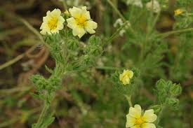 Image result for Potentilla recta