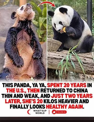 Sick Chinese Panda