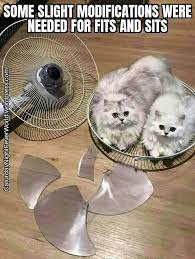 Pin On Funny Cat Memes