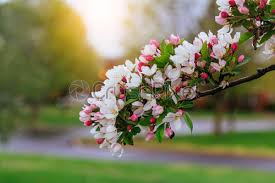 Bouquet of pink roses on a white background. Blossoming Tree Branch Beautiful White Flowers And Green Leaves Spring Stock Photo Crushpixel
