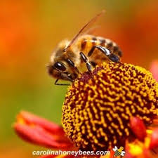 1,000+ vectors, stock photos & psd files. Honey Bee Pollination Facts Carolina Honeybees