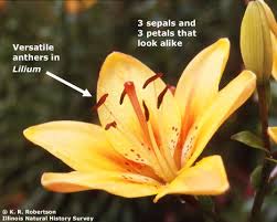 Image result for Liliaceae