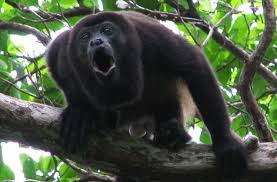Bird That Sounds Like A Monkey At Night Just Another Wordpress Site Howler Monkey Animals Monkey