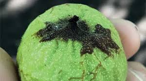 Image result for Walnut blight