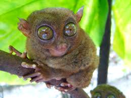Maybe you would like to learn more about one of these? Asisbiz Endangered Philippine Tarsier Tarsius Syrichta Maumag Cebuano Visayan 02