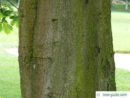 Horsechestnut Aesculus Hippocastanum